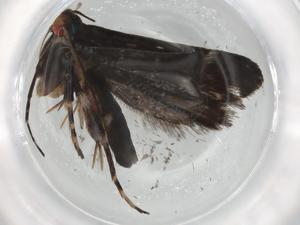  ( - BIOUG85560-C12)  @11 [ ] CreativeCommons - Attribution (2022) Centre for Biodiversity Genomics Centre for Biodiversity Genomics