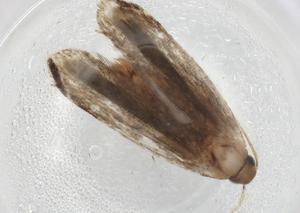  (gelMalaise01 Malaise6464 - BIOUG85616-E01)  @12 [ ] CreativeCommons - Attribution (2022) Centre for Biodiversity Genomics Centre for Biodiversity Genomics