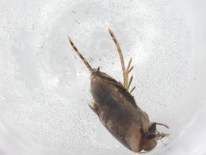  ( - BIOUG85616-E10)  @11 [ ] CreativeCommons - Attribution (2022) Centre for Biodiversity Genomics Centre for Biodiversity Genomics