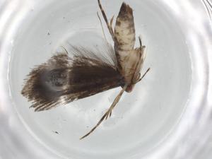  ( - BIOUG85652-E12)  @11 [ ] CreativeCommons - Attribution (2022) Centre for Biodiversity Genomics Centre for Biodiversity Genomics