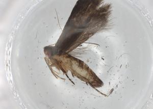  ( - BIOUG85652-F09)  @11 [ ] CreativeCommons - Attribution (2022) Centre for Biodiversity Genomics Centre for Biodiversity Genomics