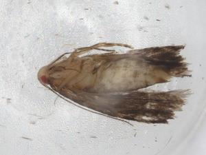  ( - BIOUG85668-A04)  @11 [ ] CreativeCommons - Attribution (2022) Centre for Biodiversity Genomics Centre for Biodiversity Genomics