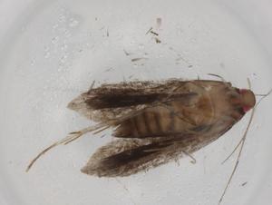  ( - BIOUG85675-E04)  @11 [ ] CreativeCommons - Attribution (2022) Centre for Biodiversity Genomics Centre for Biodiversity Genomics