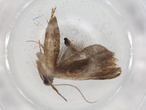  ( - BIOUG85960-E02)  @11 [ ] CreativeCommons - Attribution (2022) Centre for Biodiversity Genomics Centre for Biodiversity Genomics