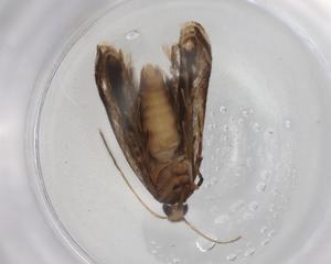  ( - BIOUG85990-H05)  @11 [ ] CreativeCommons - Attribution (2022) Centre for Biodiversity Genomics Centre for Biodiversity Genomics