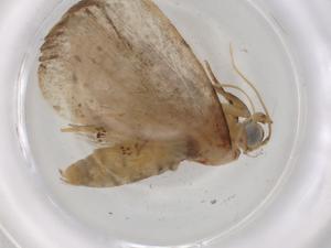  (Sigela Malaise4137 - BIOUG85991-A07)  @11 [ ] CreativeCommons - Attribution (2022) Centre for Biodiversity Genomics Centre for Biodiversity Genomics