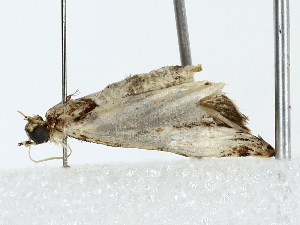  ( - BIOUG80159-A12)  @11 [ ] CreativeCommons - Attribution (2022) CBG Photography Group Centre for Biodiversity Genomics