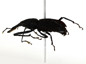  ( - BIOUG80162-G02)  @11 [ ] CreativeCommons - Attribution (2022) CBG Photography Group Centre for Biodiversity Genomics