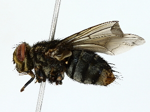  ( - BIOUG80178-B05)  @11 [ ] CreativeCommons - Attribution (2022) CBG Photography Group Centre for Biodiversity Genomics