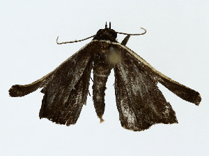  ( - BIOUG80178-C12)  @11 [ ] CreativeCommons - Attribution (2022) CBG Photography Group Centre for Biodiversity Genomics