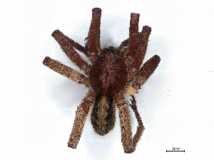  ( - BIOUG85248-H04)  @11 [ ] CreativeCommons - Attribution (2022) CBG Photography Group Centre for Biodiversity Genomics