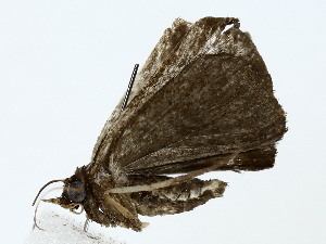  ( - BIOUG85250-A11)  @11 [ ] CreativeCommons - Attribution (2022) CBG Photography Group Centre for Biodiversity Genomics