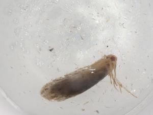  (gelMalaise01 Malaise1717 - BIOUG86002-A11)  @11 [ ] CreativeCommons - Attribution (2022) Centre for Biodiversity Genomics Centre for Biodiversity Genomics