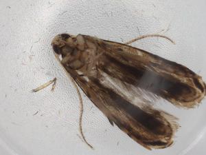  ( - BIOUG86037-G08)  @11 [ ] CreativeCommons - Attribution (2022) Centre for Biodiversity Genomics Centre for Biodiversity Genomics