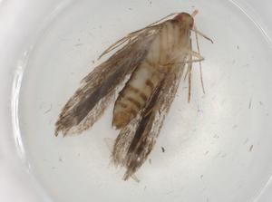  ( - BIOUG86237-A02)  @11 [ ] CreativeCommons - Attribution (2022) Centre for Biodiversity Genomics Centre for Biodiversity Genomics