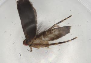  ( - BIOUG86237-A04)  @11 [ ] CreativeCommons - Attribution (2022) Centre for Biodiversity Genomics Centre for Biodiversity Genomics