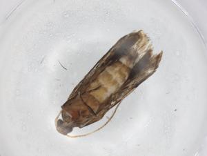  ( - BIOUG86276-D07)  @11 [ ] CreativeCommons - Attribution (2022) Centre for Biodiversity Genomics Centre for Biodiversity Genomics