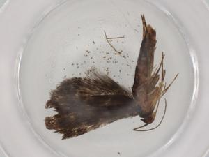  ( - BIOUG86728-C06)  @11 [ ] CreativeCommons - Attribution (2022) Centre for Biodiversity Genomics Centre for Biodiversity Genomics