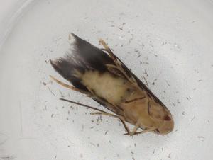  ( - BIOUG86728-D06)  @11 [ ] CreativeCommons - Attribution (2022) Centre for Biodiversity Genomics Centre for Biodiversity Genomics