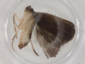  ( - BIOUG86728-D10)  @11 [ ] CreativeCommons - Attribution (2022) Centre for Biodiversity Genomics Centre for Biodiversity Genomics