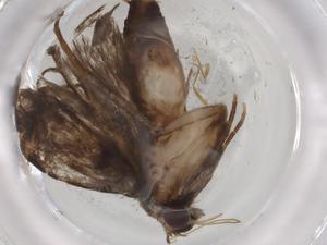  ( - BIOUG86778-E02)  @11 [ ] CreativeCommons - Attribution (2022) Centre for Biodiversity Genomics Centre for Biodiversity Genomics