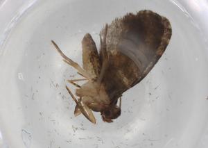  ( - BIOUG86806-F10)  @11 [ ] CreativeCommons - Attribution (2022) Centre for Biodiversity Genomics Centre for Biodiversity Genomics