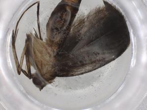  ( - BIOUG86831-C07)  @11 [ ] CreativeCommons - Attribution (2022) Centre for Biodiversity Genomics Centre for Biodiversity Genomics