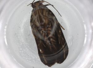  ( - BIOUG86831-D01)  @11 [ ] CreativeCommons - Attribution (2022) Centre for Biodiversity Genomics Centre for Biodiversity Genomics