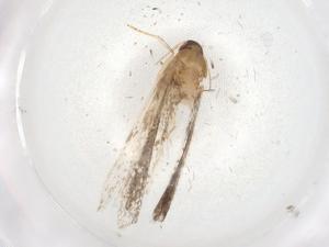  ( - BIOUG87023-D05)  @11 [ ] CreativeCommons - Attribution (2022) Centre for Biodiversity Genomics Centre for Biodiversity Genomics