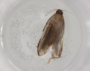  ( - BIOUG87040-A10)  @11 [ ] CreativeCommons - Attribution (2022) Centre for Biodiversity Genomics Centre for Biodiversity Genomics