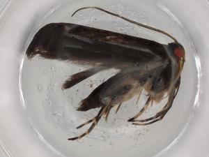  ( - BIOUG87040-B08)  @11 [ ] CreativeCommons - Attribution (2022) Centre for Biodiversity Genomics Centre for Biodiversity Genomics