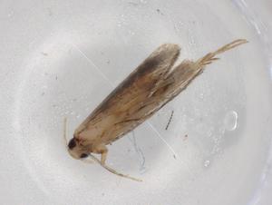  ( - BIOUG87439-F05)  @11 [ ] CreativeCommons - Attribution (2022) Centre for Biodiversity Genomics Centre for Biodiversity Genomics