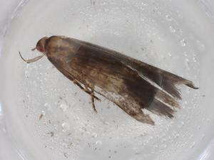  ( - BIOUG87439-F10)  @11 [ ] CreativeCommons - Attribution (2022) Centre for Biodiversity Genomics Centre for Biodiversity Genomics