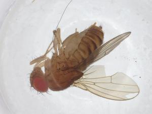  (Drosophila moju - CBG-A20143-A05)  @11 [ ] CreativeCommons - Attribution Share - Alike (2023) Centre for Biodiversity Genomics Centre for Biodiversity Genomics