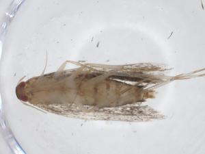  ( - CBG-A20146-G09)  @11 [ ] CreativeCommons - Attribution Share - Alike (2023) Centre for Biodiversity Genomics Centre for Biodiversity Genomics