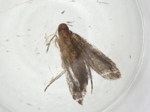  ( - CBG-A20150-A06)  @11 [ ] CreativeCommons - Attribution Share - Alike (2023) Centre for Biodiversity Genomics Centre for Biodiversity Genomics