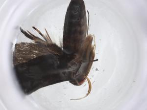  ( - CBG-A20153-A08)  @11 [ ] CreativeCommons - Attribution Share - Alike (2023) Centre for Biodiversity Genomics Centre for Biodiversity Genomics