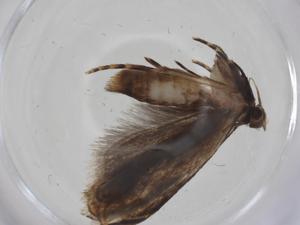  ( - CBG-A20155-B07)  @11 [ ] CreativeCommons - Attribution Share - Alike (2023) Centre for Biodiversity Genomics Centre for Biodiversity Genomics