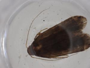  ( - CBG-A20279-B03)  @11 [ ] CreativeCommons - Attribution Share - Alike (2023) Centre for Biodiversity Genomics Centre for Biodiversity Genomics