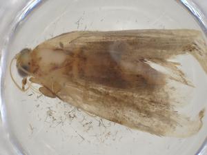  ( - CBG-A20287-F08)  @11 [ ] CreativeCommons - Attribution Share - Alike (2023) Centre for Biodiversity Genomics Centre for Biodiversity Genomics