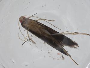  ( - CBG-A20524-D07)  @11 [ ] CreativeCommons - Attribution Share - Alike (2023) Centre for Biodiversity Genomics Centre for Biodiversity Genomics