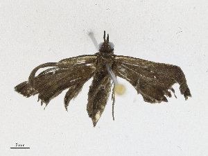  ( - CBG-A21651-E02)  @11 [ ] CreativeCommons - Attribution Share - Alike (2023) CBG Photography Group Centre for Biodiversity Genomics