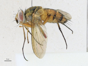  ( - CBG-A21652-E03)  @11 [ ] CreativeCommons - Attribution Share-Alike (2023) CBG Photography Group Centre for Biodiversity Genomics
