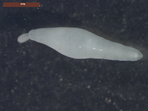  ( - CRUB UNCOPA AC LS PAT 0046)  @11 [ ] Copyright (2013) MACN Museo Argentino de Ciencias Naturales "Bernardino Rivadavia"
