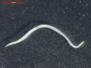  ( - CRUB UNCOPA NEM LS PAT 0058)  @13 [ ] Copyright (2013) MACN Museo Argentino de Ciencias Naturales "Bernardino Rivadavia"