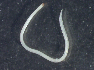  ( - CRUB UNCOPA NEM LS PAT 0059)  @11 [ ] Copyright (2013) MACN Museo Argentino de Ciencias Naturales "Bernardino Rivadavia"