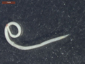  ( - CRUB UNCOPA NEM LS PAT 0060)  @12 [ ] Copyright (2013) MACN Museo Argentino de Ciencias Naturales "Bernardino Rivadavia"