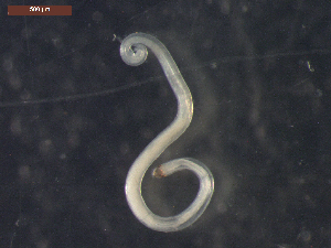  ( - CRUB UNCOPA NEM LS PAT 0063)  @11 [ ] Copyright (2013) MACN Museo Argentino de Ciencias Naturales "Bernardino Rivadavia"