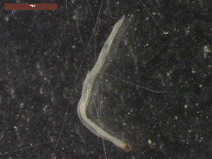  ( - CRUB UNCOPA NEM LS PAT 0064)  @11 [ ] Copyright (2013) MACN Museo Argentino de Ciencias Naturales "Bernardino Rivadavia"