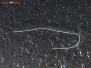  ( - CRUB UNCOPA NEM LS PAT 0088)  @11 [ ] Copyright (2013) MACN Museo Argentino de Ciencias Naturales "Bernardino Rivadavia"